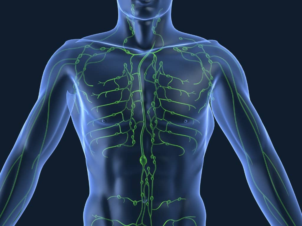 Lymphsystem