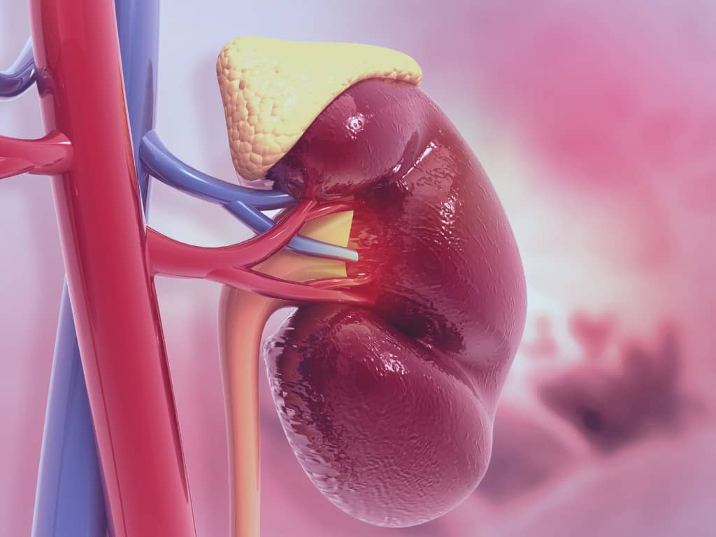 Organdarstellung der Nebennieren